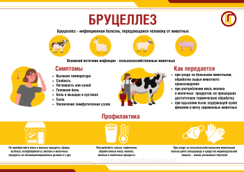 Бруцеллез Бруцеллез.